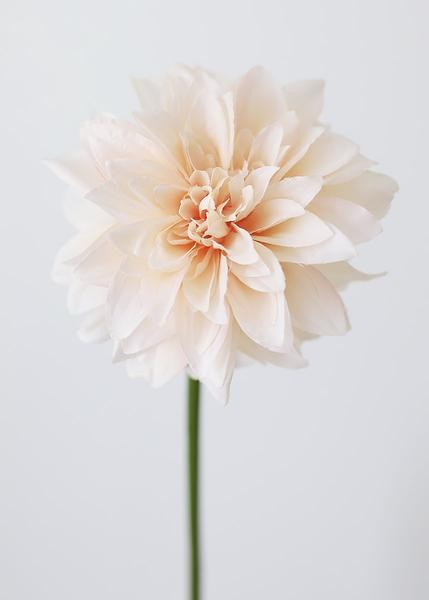 Blush Peach Dahlia Silk Flower - 19" | Afloral (US)