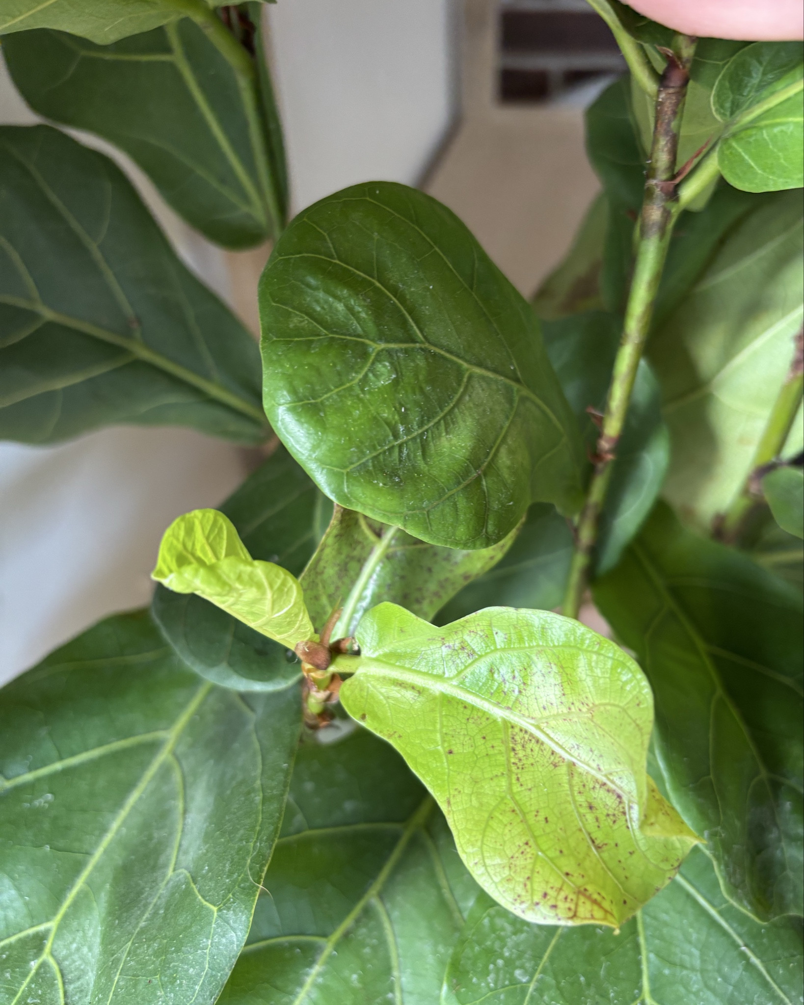 She’s growing!! Yay green thumb is kicking in! Raising babies, horses, and plants hahah

#LTKFamily #LTKHome #LTKPets