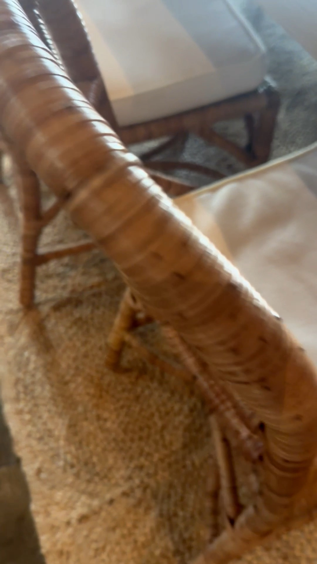 A close-up that proves the right dining chair can completely shape the mood of a space ✨ I love the woven detail on this  Serena & Lily￼ dining chair—it feels relaxed, elegant, effortlessly chic, and truly timeless. The kind of piece that works season after season without ever feeling dated.

Serena & Lily’s Memorial Day sale ends soon.

#diningchair #serenaandlily #wovenchair #coastalchic #timelessdesign #interiorinspo #diningroomstyle #homedecorfinds #chairdesign #eleganthome #relaxedliving

#LTKHome #LTKdayinmylife #LTKHome #LTKSaleAlert