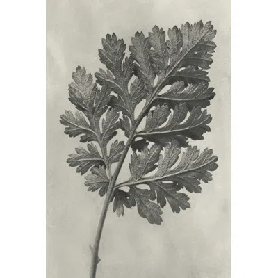 Blossfeldt Botanical III by Karl Blossfeldt - Wrapped Canvas Print | Wayfair North America
