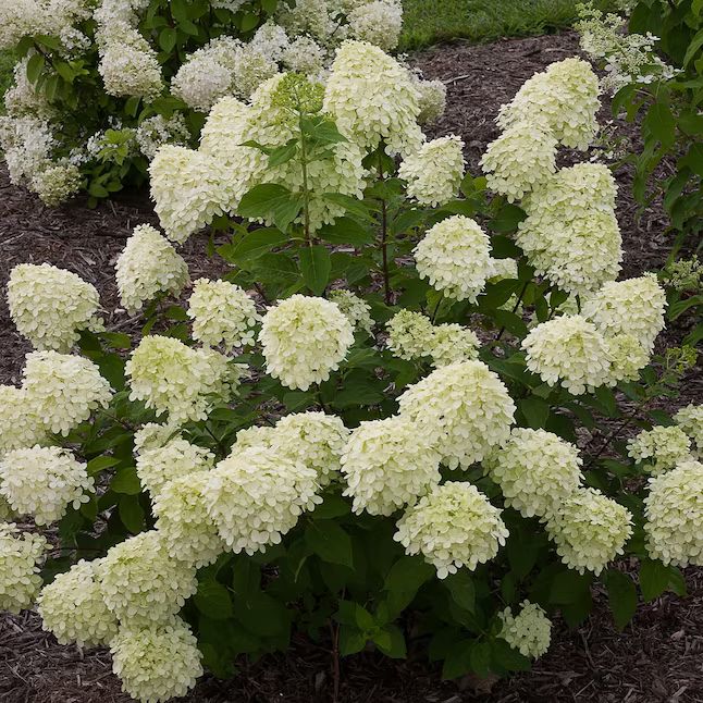 Proven Winners Multicolor Little Lime Panicle Hydrangea (Paniculata) Flowering Shrub in 1-Quart P... | Lowe's