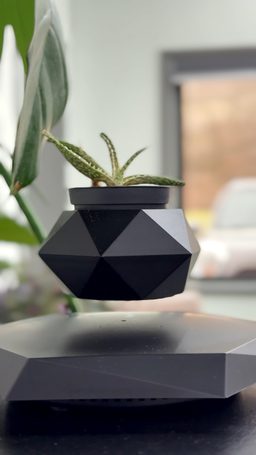 floating plant 

#LTKFindsUnder100 #LTKGiftGuide #LTKFindsUnder50