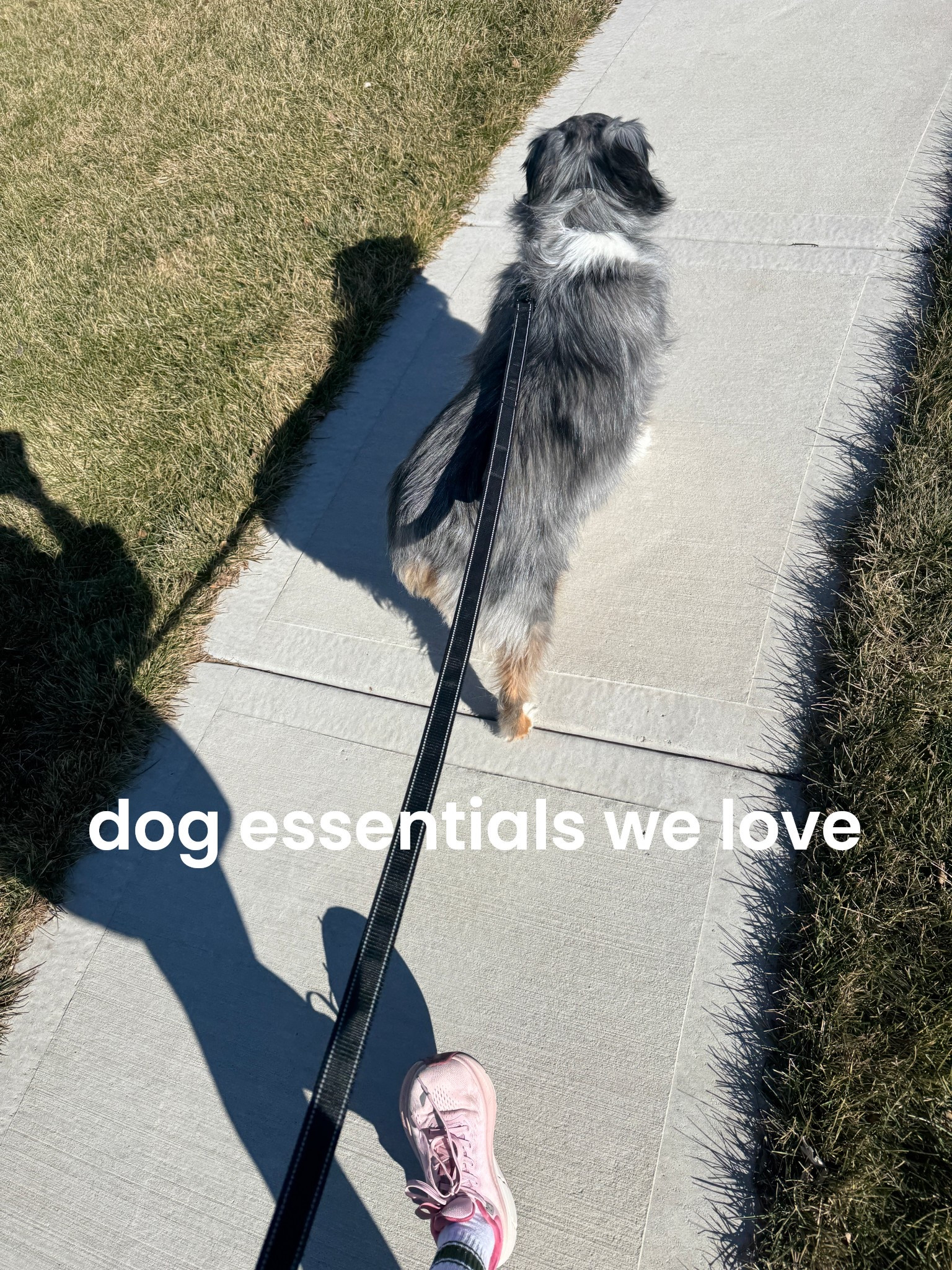 Random dog items we have and love for mister koda!

Dog bed / leash / poop bags / toys etc. 

#LTKfitnessgoals #LTKActive