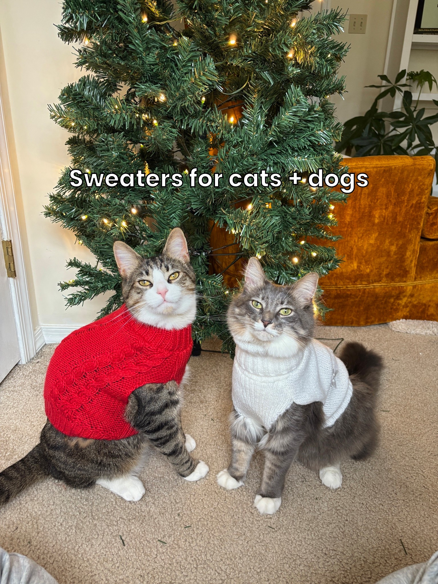 I actually can’t handle how cute Jasper and Sasha are in their sweaters 🥹 I’m also linking the Christmas pjs they had last year when they were kittens

#LTKCyberWeek #LTKFindsUnder50 #LTKHoliday