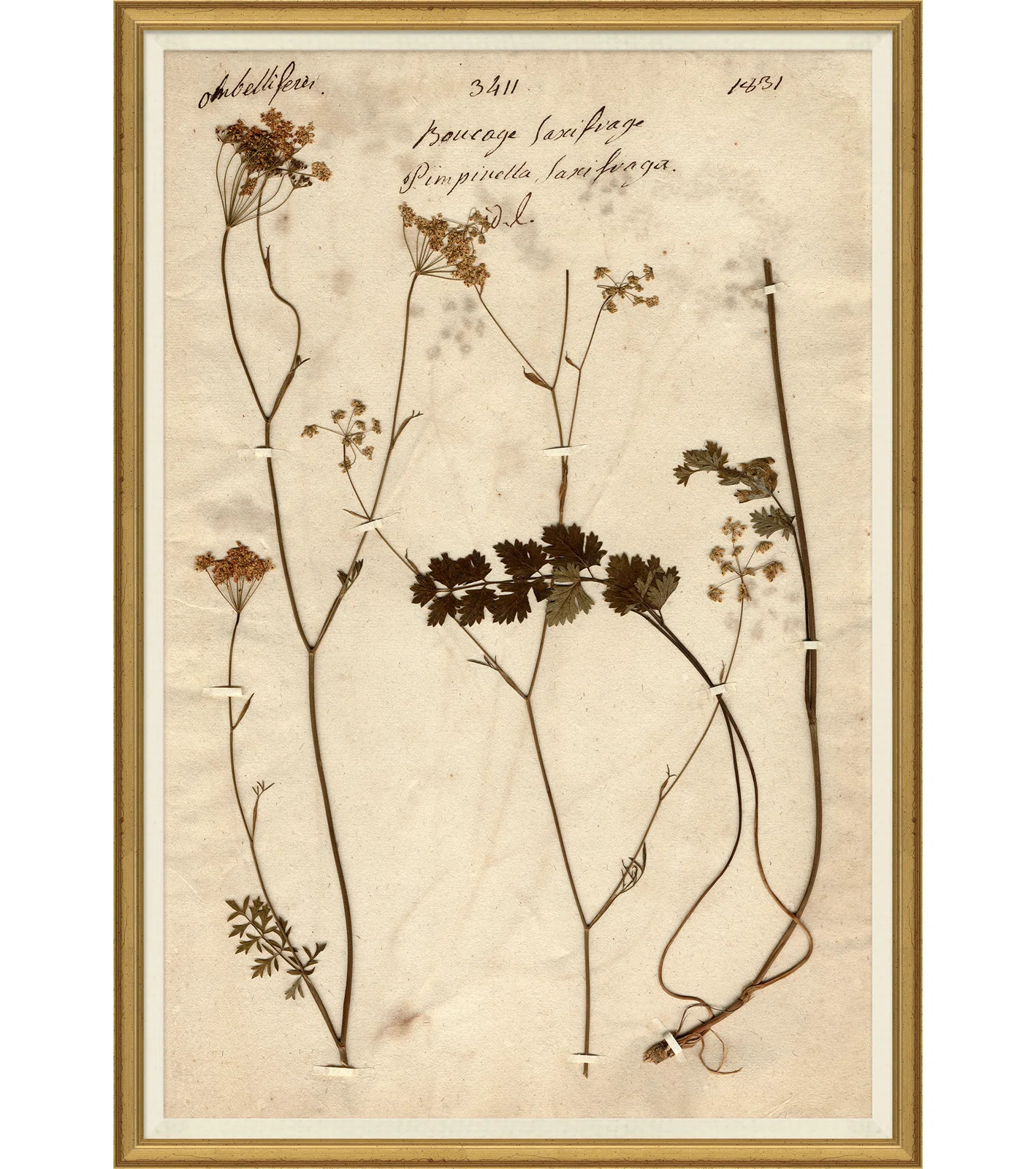 Herbarium " Herbarium 1 " | Wayfair North America