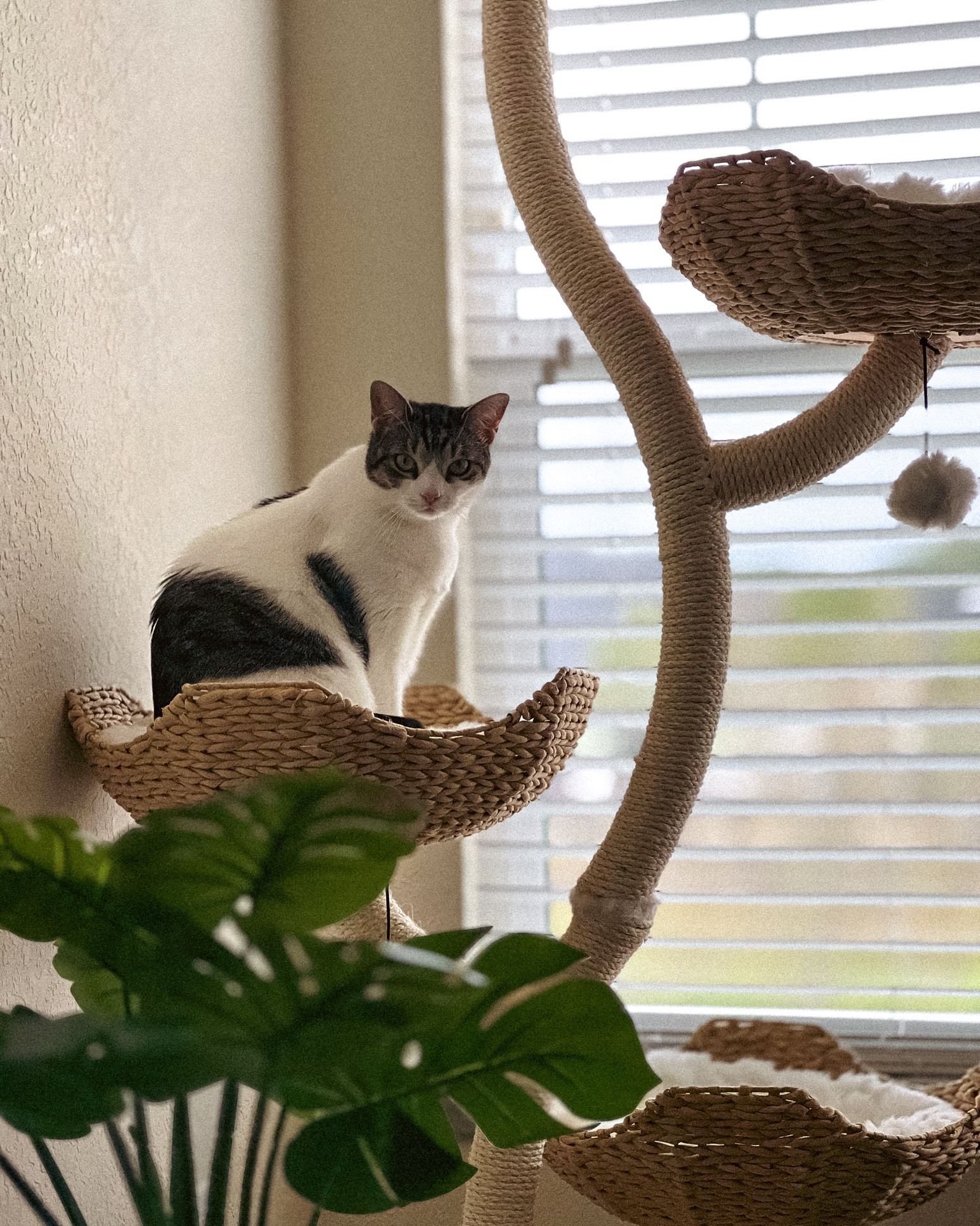 Apartment decorating, apartment decor, apartment aesthetic, apartment decorating on a budget, decor inspiration, cozy home, cat mom ideas, cat lovers, cat tree, modern cat tree, aesthetic cat tree 

#LTKSpringSale #LTKSeasonal #LTKhome