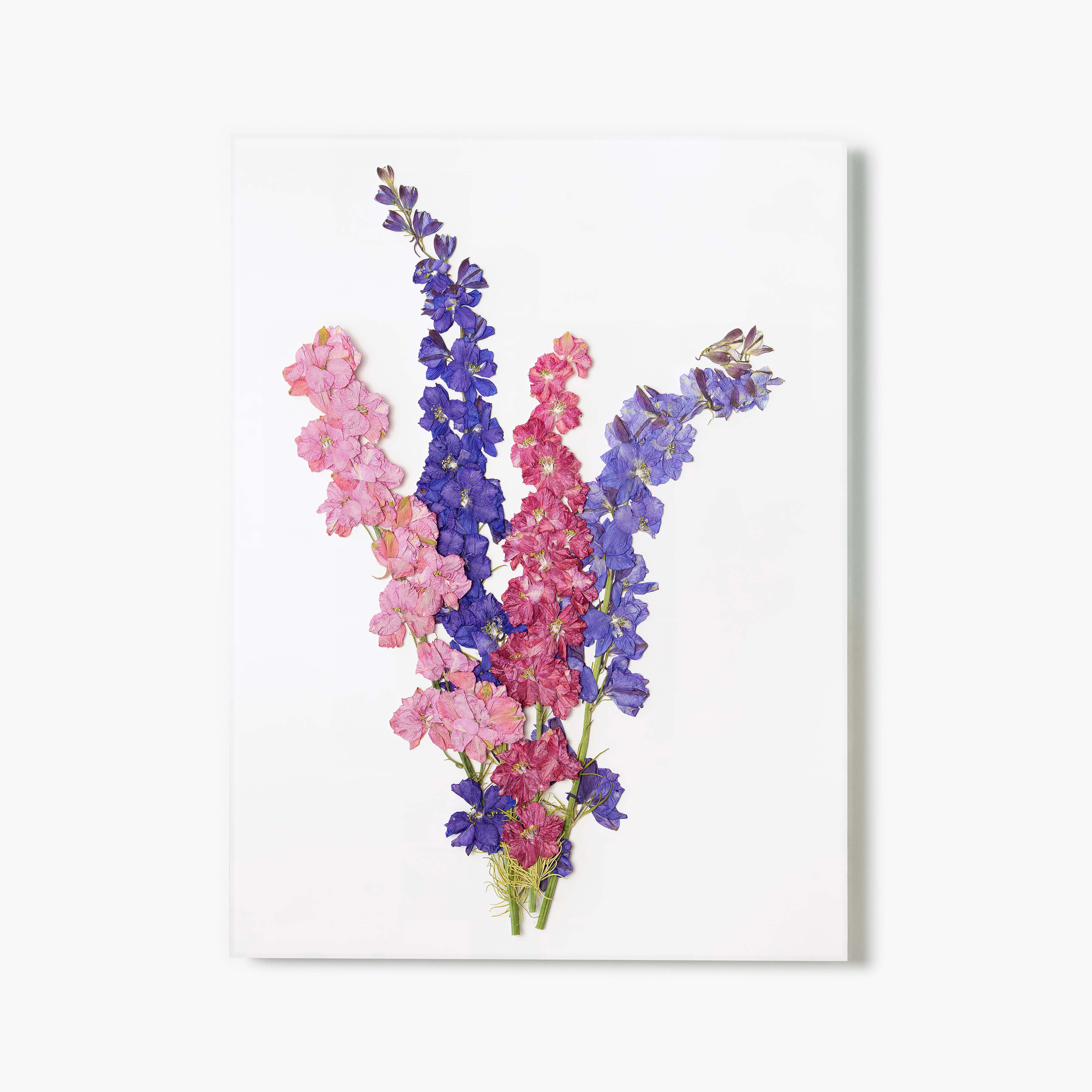 July Larkspur Pressed Floral Print | Fracture