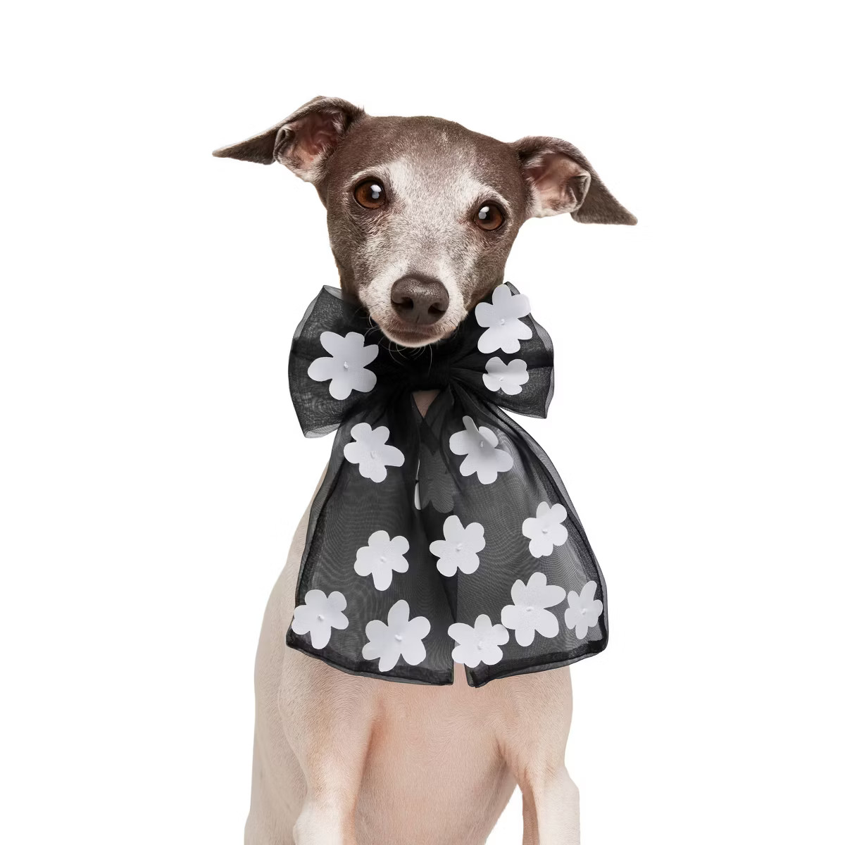 Dog and Cat Organza Bow Collar Slide - Black - The Cuddle Collab with Ghost & Wren | Target