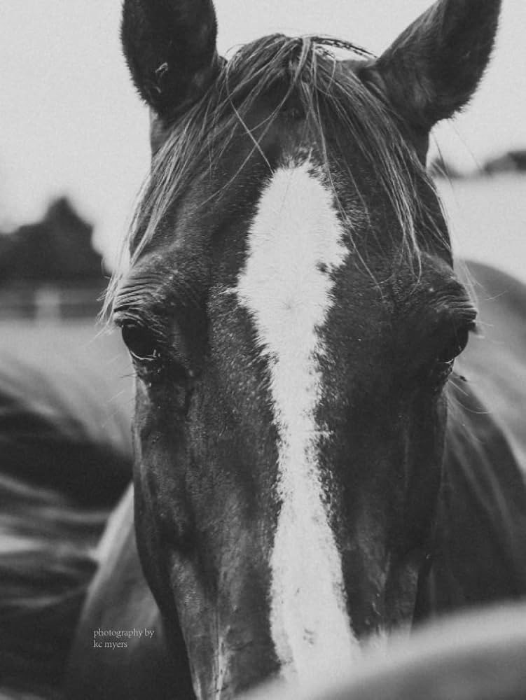 Horse Guest Book | Amazon (US)