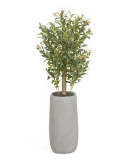 41in Olive Tree In Cement Pot | Plants & Planters | Marshalls | Marshalls