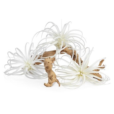 Faux Air Plant | Z Gallerie