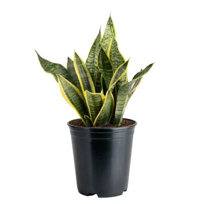 Costa Farms Indoor Snake Plant Sansevieria Grower's Choice House Plant in 6-inch Nursery Pot | Wayfair North America