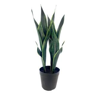 20" Potted Snake Plant by Ashland® | Michaels Stores