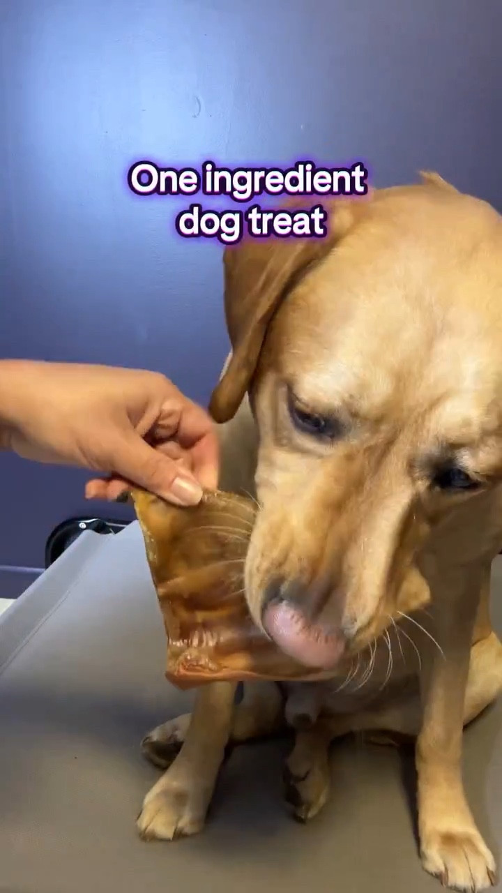 Why is it gross to hear people chewing but not dogs? One ingredient. No artificial anything. High in protein. #AllNaturalDogTreat #DogChews #DogLover

#LTKdayinmylife #LTKstorytime #LTKvlog