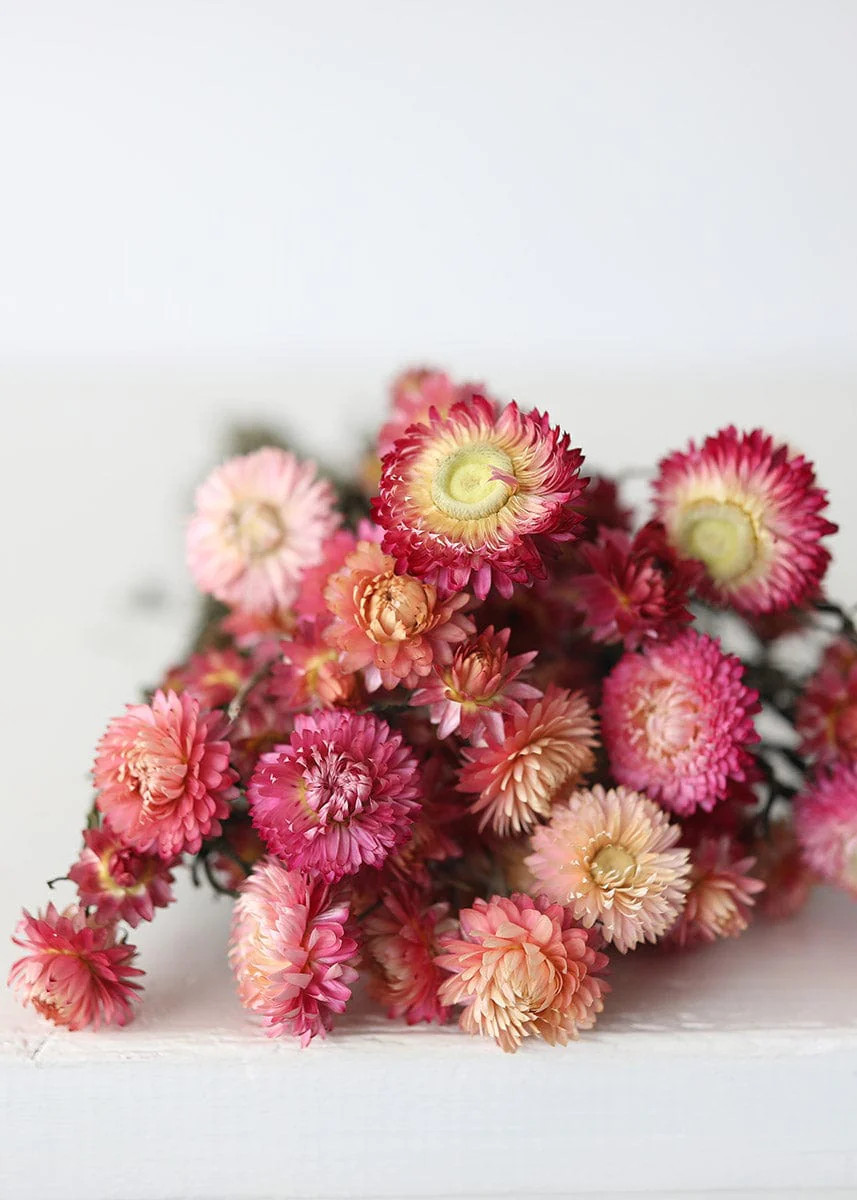 Dried Everlastings in Pink | Helichrysum Daisy Flowers at Afloral.com | Afloral