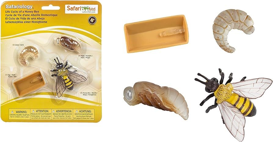 Safari Ltd Safariology the Life Cycle of a Honey Bee | Amazon (US)