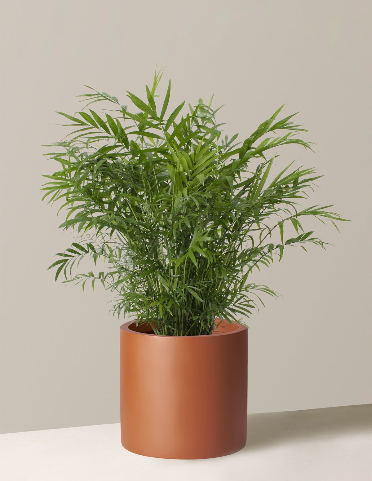 Large Parlor Palm
    $196$170
         Save 13% Bundle & Save Planter Bundle | The Sill