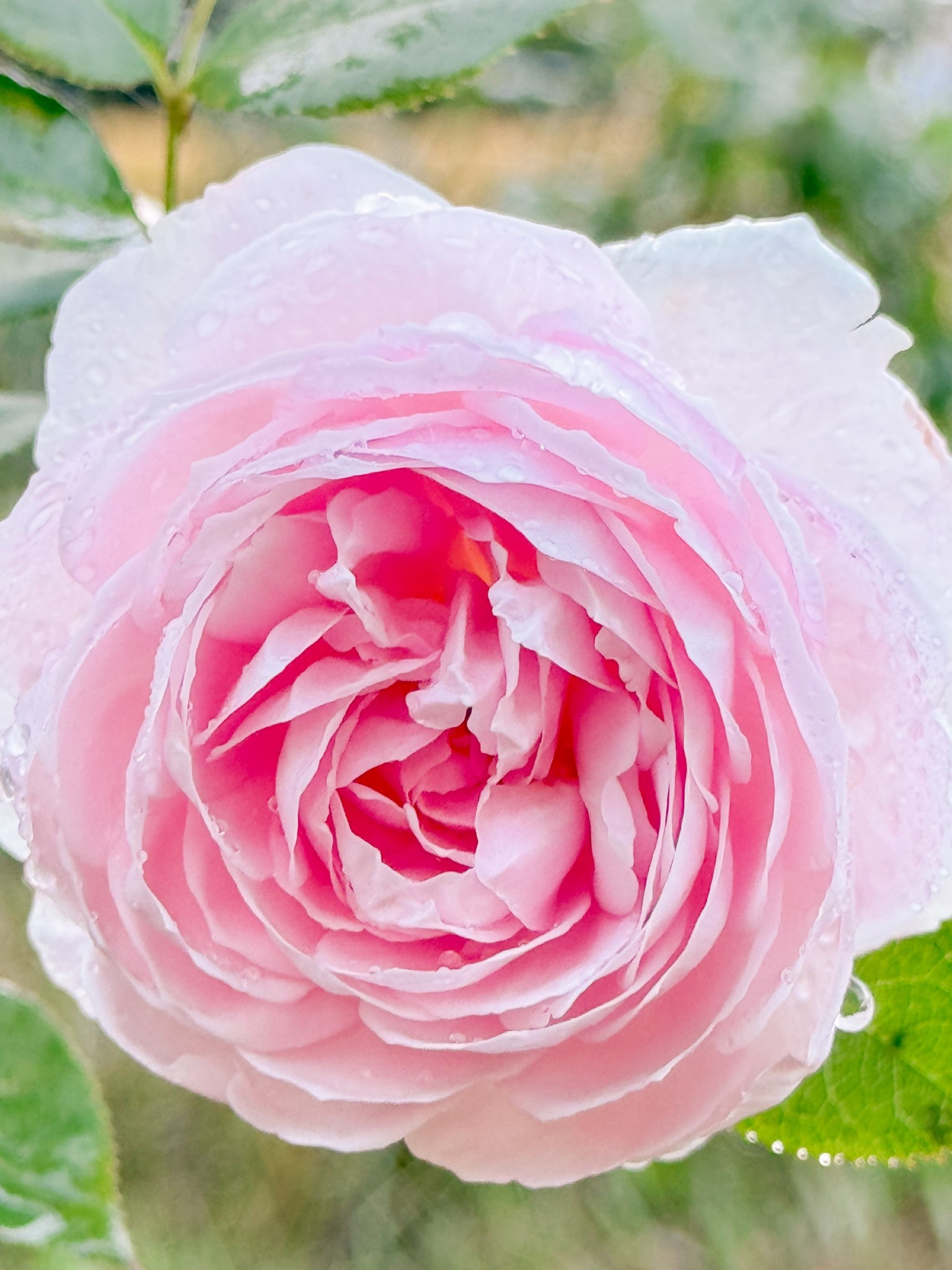 Earth Angel smells delicious 

#LTKdayinmylife #LTKspringtrends #LTKHome