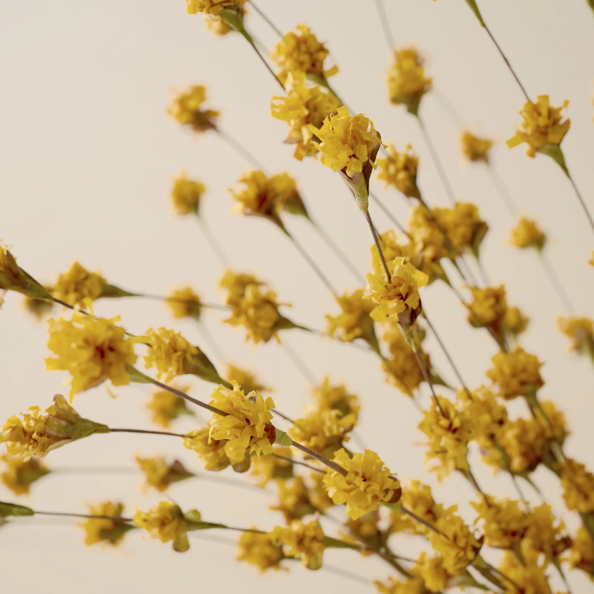 Yellow Wildflower Mix | Magnolia