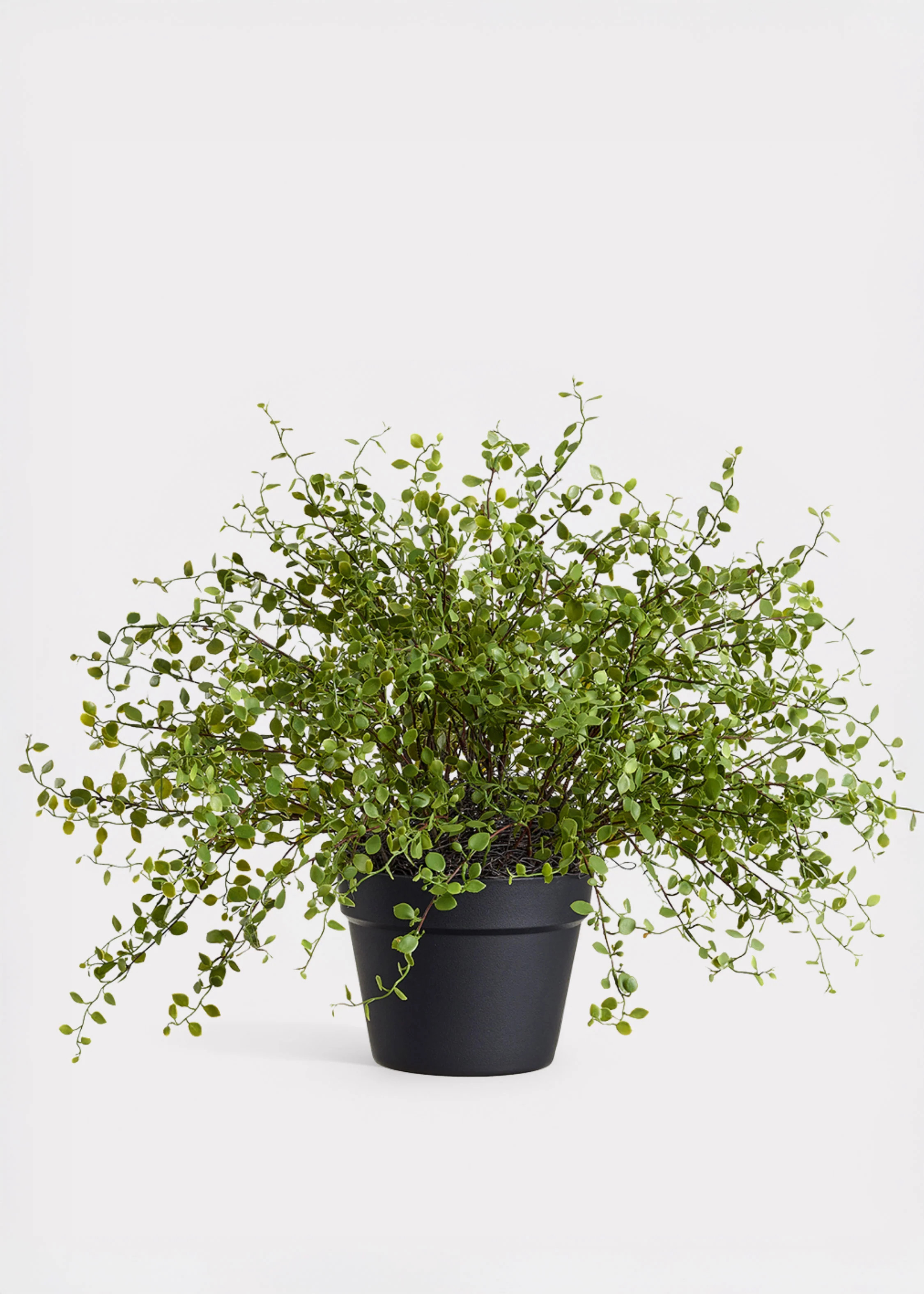 Maidenhair Creeping Vine Plant | Fake Potted Plants at Afloral | Afloral