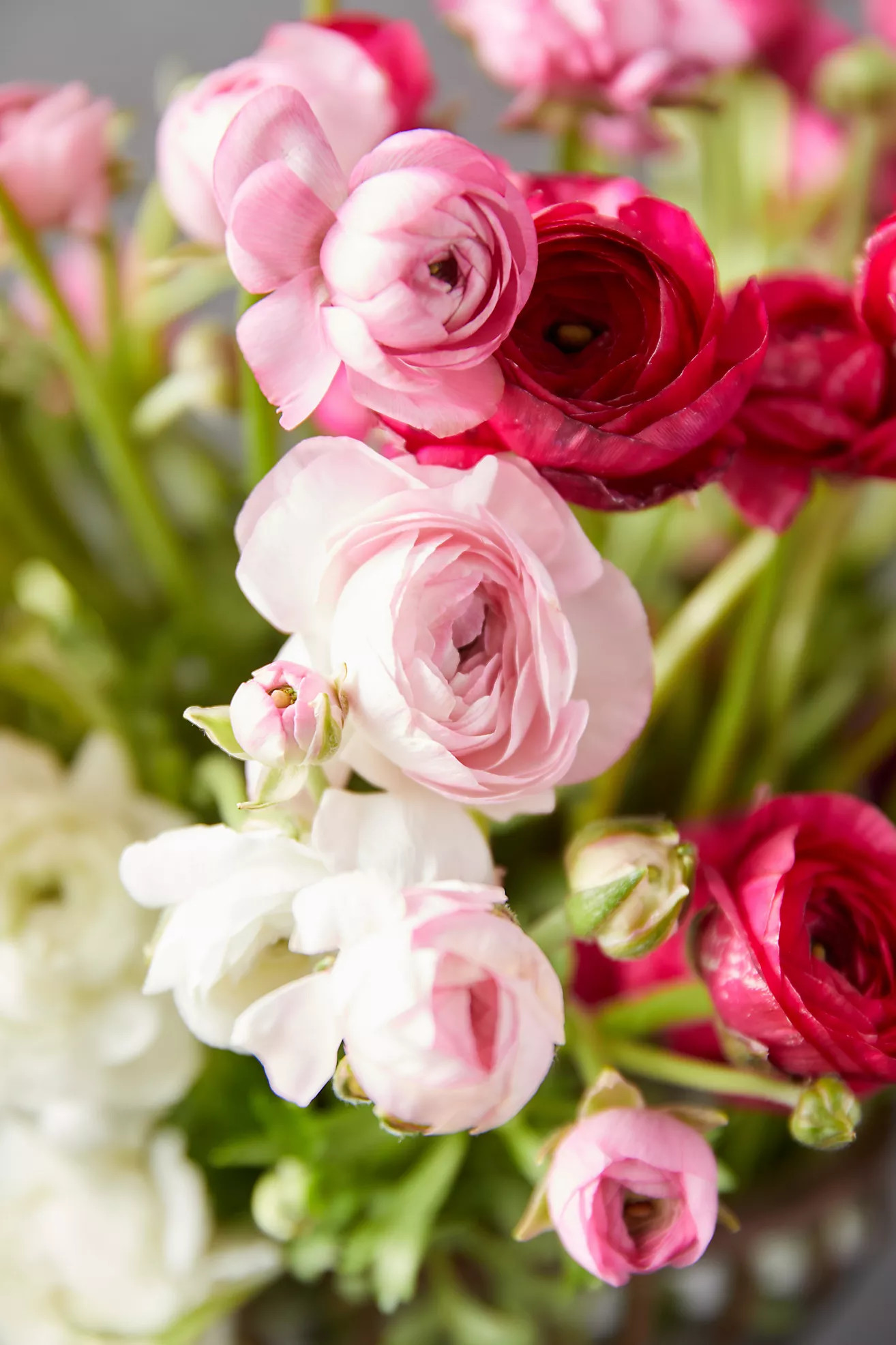 Fresh White + Pink Ranunculus Bunch | Terrain