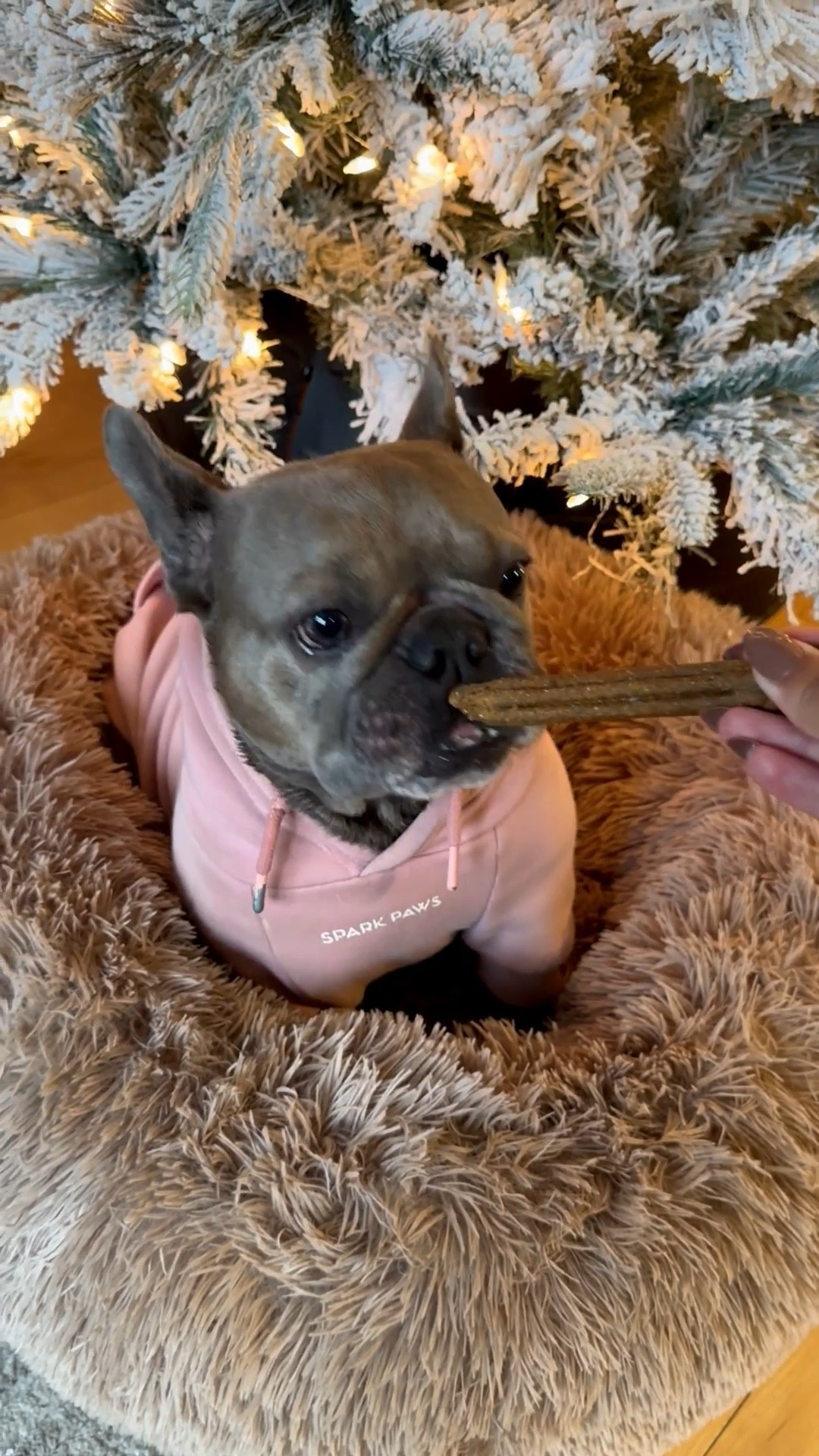 Loving theses bones from crumps’ shop our faves below 🫶🏼✨

#LTKfoodie