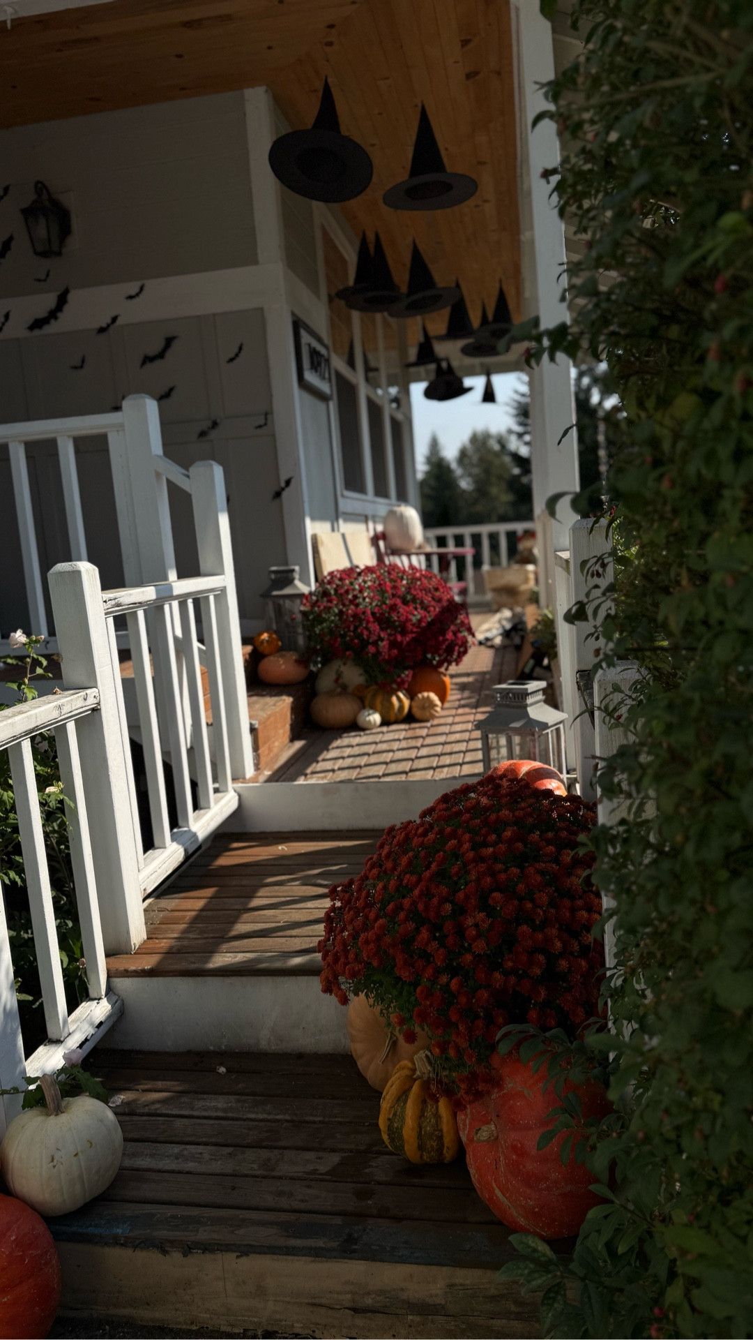 The mini pumpkin patch has shown up on my front porch and I am in love with how it all came together this year! 

Mums are Costco and pumpkins are Trader Joe’s 

#LTKSeasonal #LTKHalloween #LTKHome