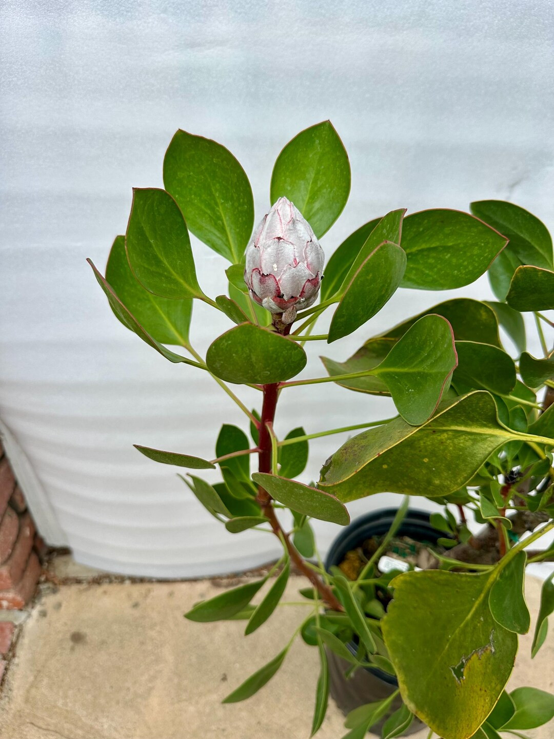 King Protea in 5 Gallon Size Pot - Etsy | Etsy (US)