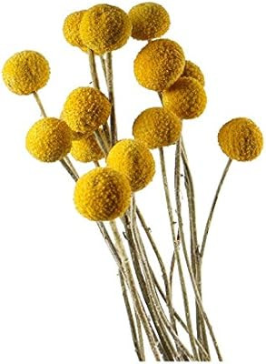 Dongliflower 50 Stems/Pcs Dried Natural Craspedia Flowers,Billy Button Balls,17'' Tall | Amazon (US)