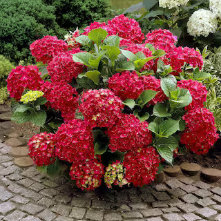 1 gal. Red Beauty Hydrangea Shrub with Red Flowers | The Home Depot
