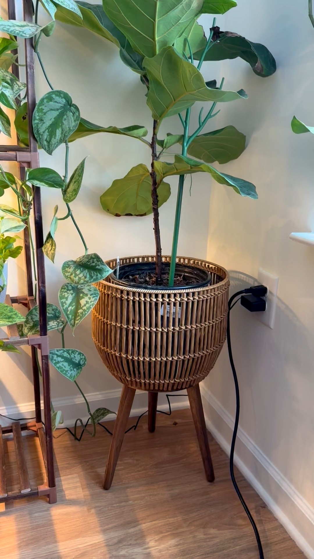 one of my favorite indoor planters #planters #indoorplants #plants

#LTKHome #LTKFindsUnder50 #LTKFindsUnder100