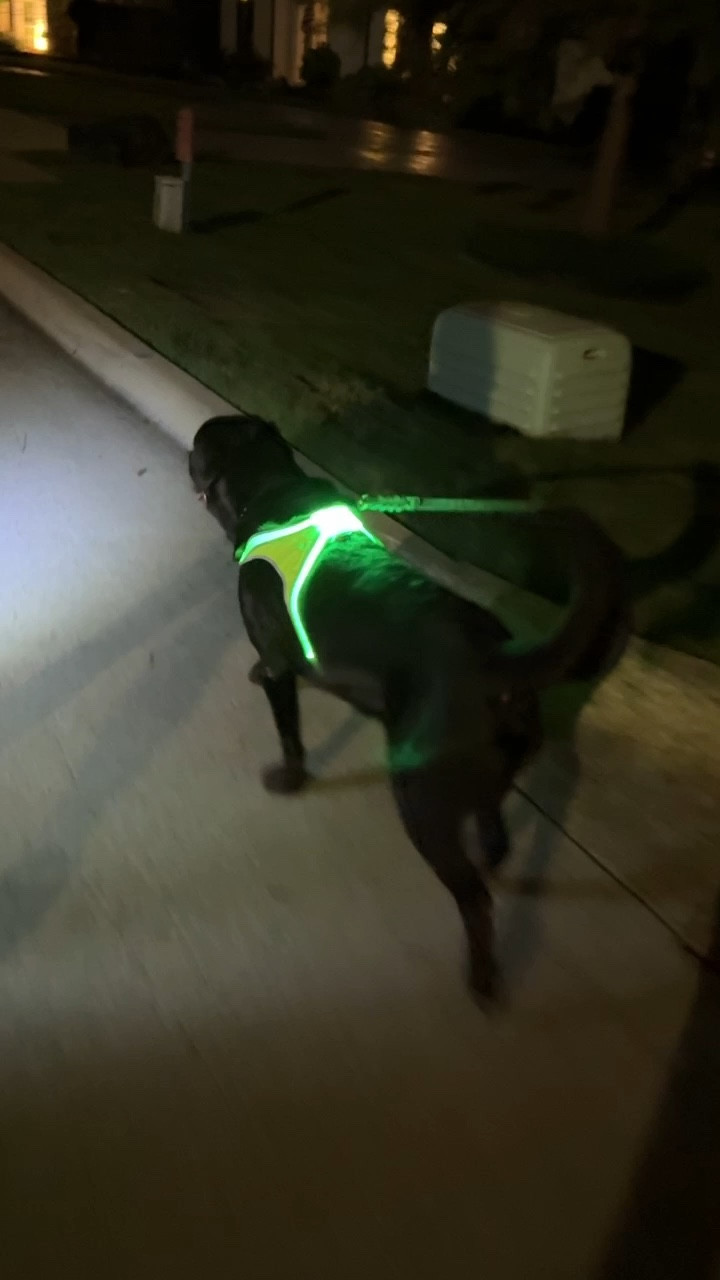 We don't have that many street lights so walking at night there isn't much visibility for cars to see pedestrians. This light up dog harness is so helpful to stay safe at night! 

#LTKFamily #LTKPets