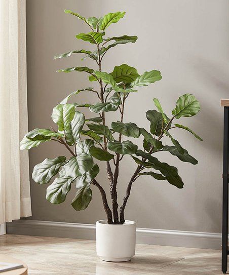 Green & White Favorite Potted Fiddle Leaf Tree Décor | Zulily