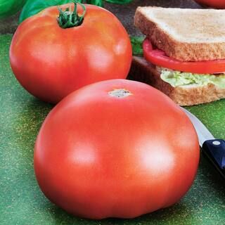 Bonnie Plants 19.3 oz. Park's Whopper Tomato Plant-0206 - The Home Depot | The Home Depot