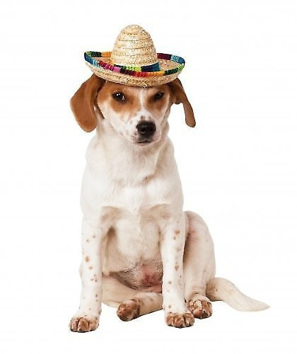 RUBIE'S COSTUME COMPANY Multi-Colored Dog & Cat Sombrero, Medium/Large - Chewy.com | Chewy.com