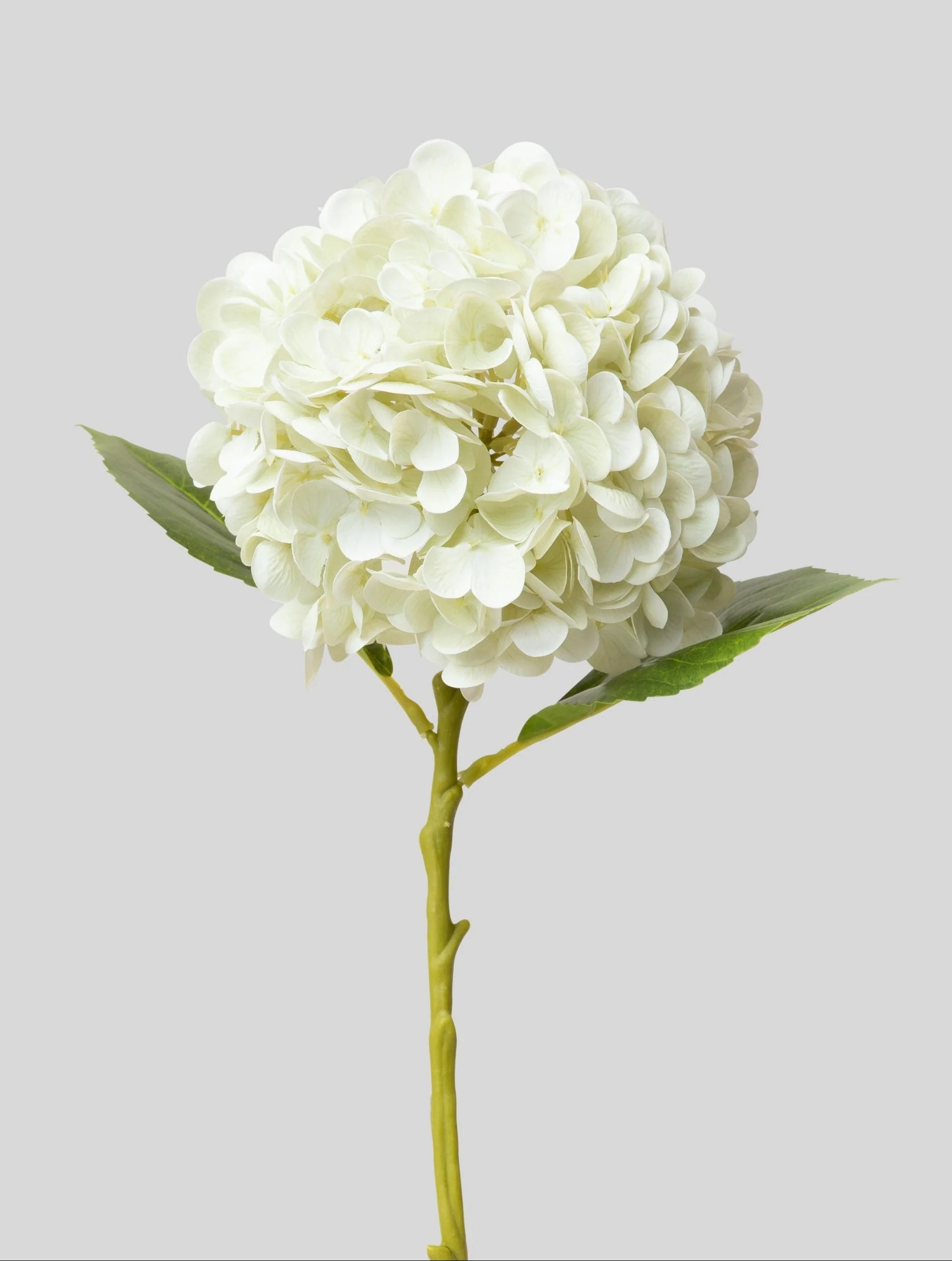 Cream White Hydrangea Real Touch Fake Flower - 18.5 | House of Turnberry