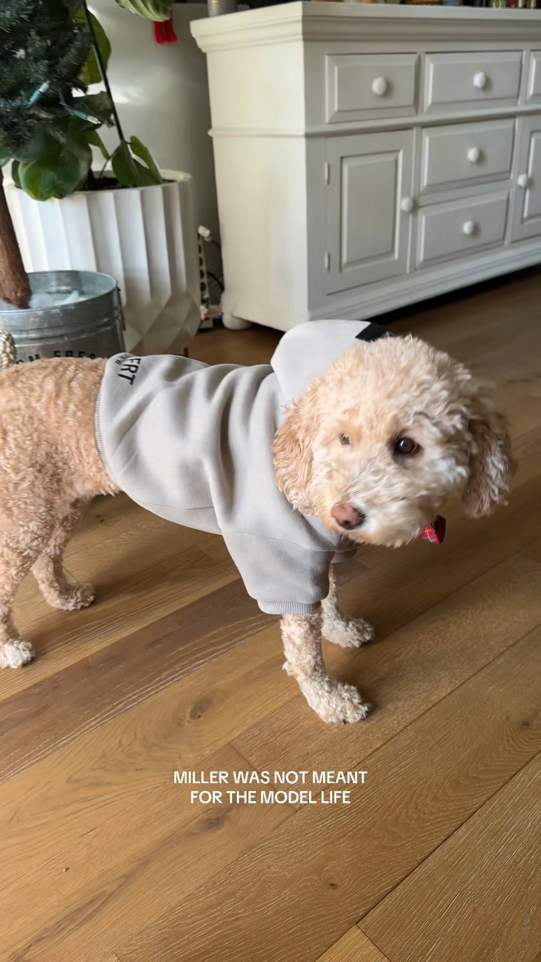 Millers dog hoodie is from Comfrt. Dog accessories 

#LTKPets #LTKFindsUnder50 #LTKWatchNow
