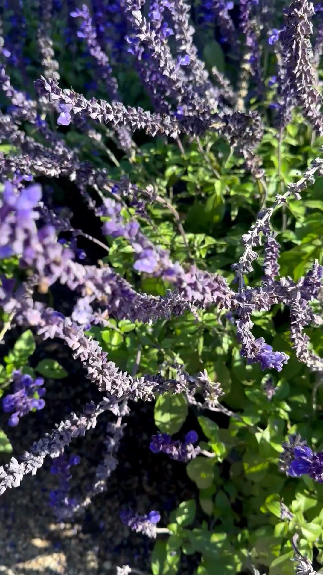 Good morning with lavender in bloom — soft, calm, and full of grace. 💜🌿☀️


#GoodMorning #LavenderBloom #MorningCalm #SereneStart #PeacefulVibes #LavenderLove #BloomingBeauty #SimpleJoys

#LTKHoliday #LTKHome
