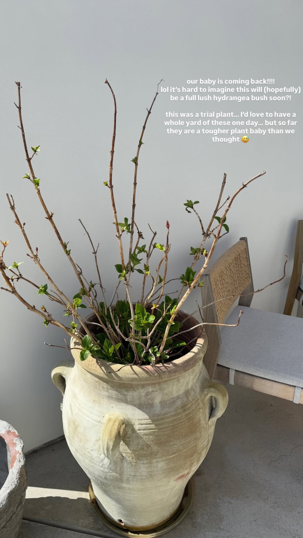 So excited for spring flowers!

planter | spring | home