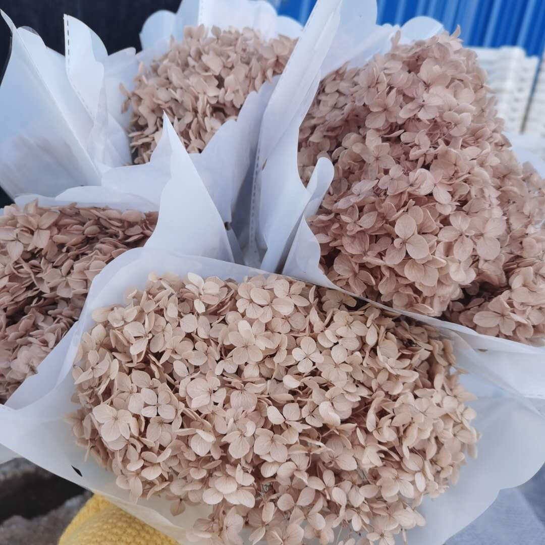 Preserved Hydrangea Stem Light Brown Hydrangea Dried Flower Brown Natural Hydrangea 1 Large Stem ... | Etsy (US)