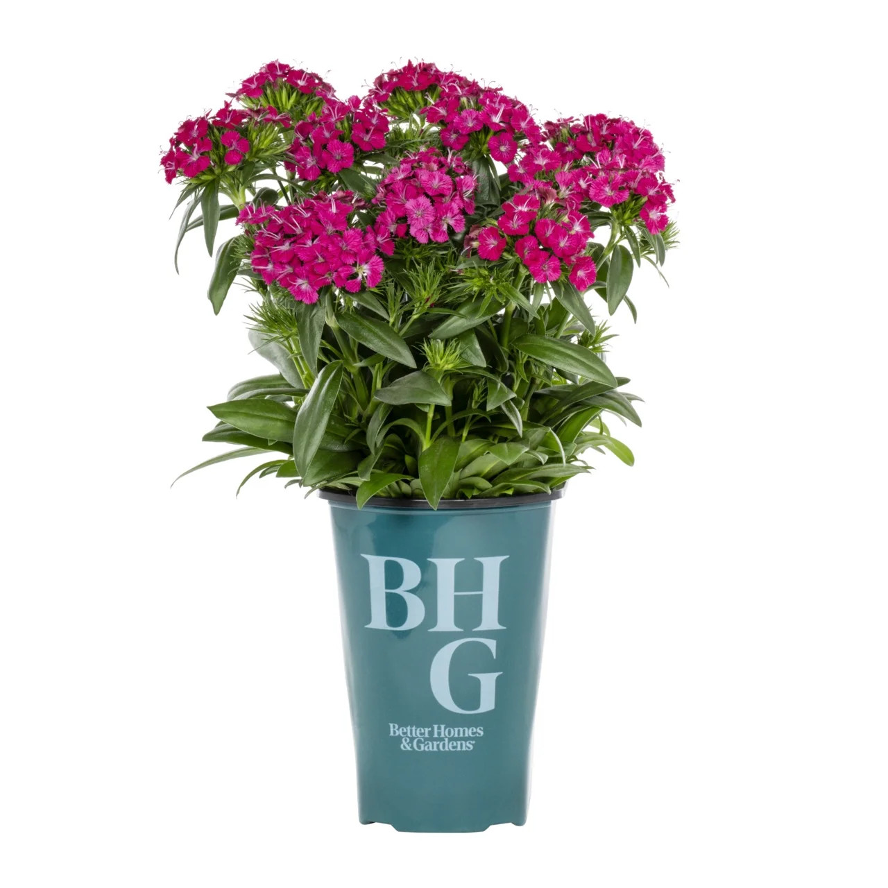 Better Homes & Gardens 2QT Red Dianthus Live Annual Plant Sun | Walmart (US)