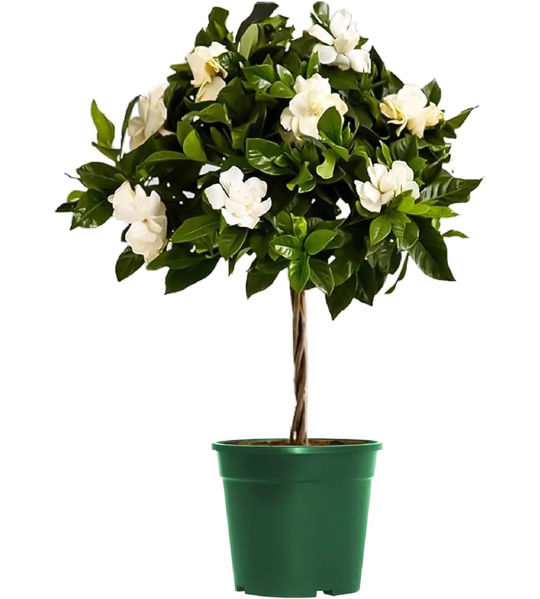 American Plant Exchange Mini Braided Gardenia Vetchii Tree, Live Flowering Houseplant, 6-Inch Pot... | Wayfair North America
