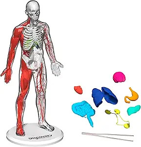 Discovery™ #Mindblown 3D Human Anatomy 28-Piece Biology Model with Glow-in-The-Dark Human Model... | Amazon (US)