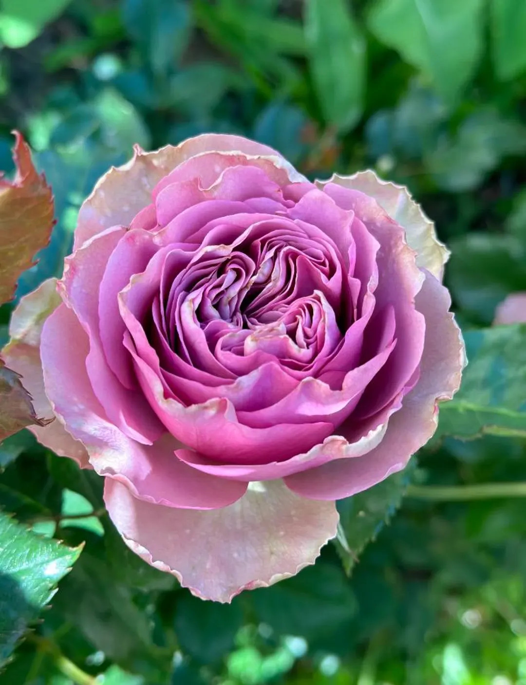 Montmartre — Rare Rose Live Plant — Elegant Lavender Mauve — Dutch Florist Shrub Rose — 2... | Etsy (US)