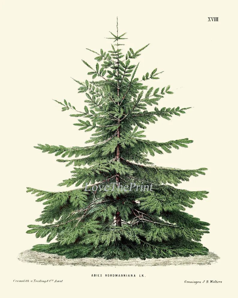 Christmas Tree Pine Print SET of 4 Botanical Antique Nordmann | Etsy | Etsy (US)