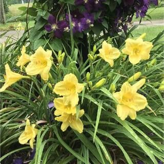 Pure Beauty Farms 2.5 Qt. Day Lily Yellow Flowers in 6.33 in. Growers Pot-DC1GDAYLILYYELL - The H... | The Home Depot