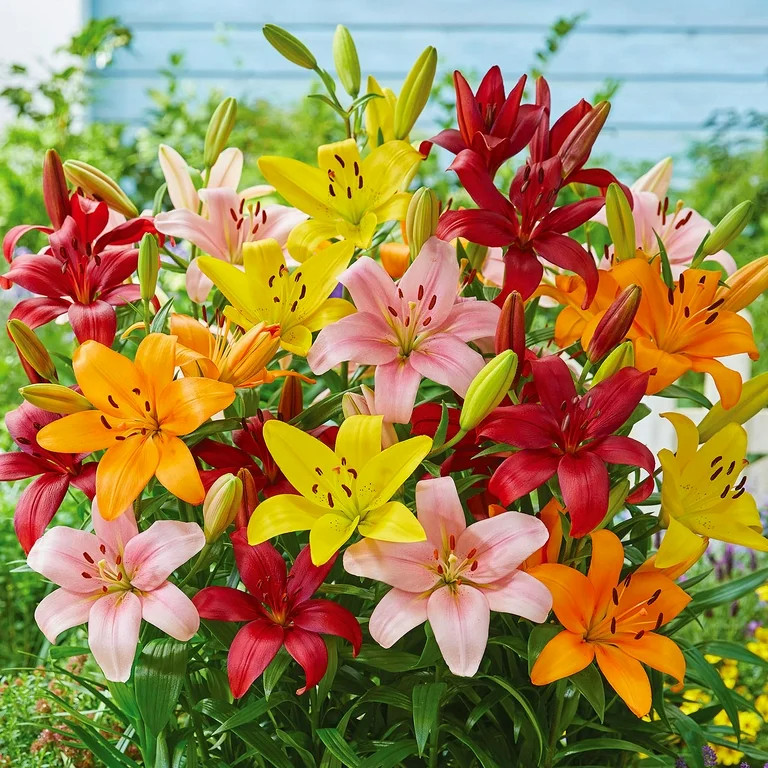 Van Zyverden Lily Bold Mix Dormant Bulb Partial Sun; 3-6hrs Multi-Color | Walmart (US)