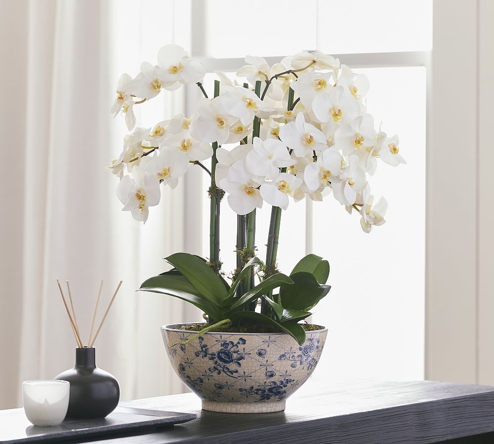 Faux Orchid in Rose Trellis Bowl | Pottery Barn (US)