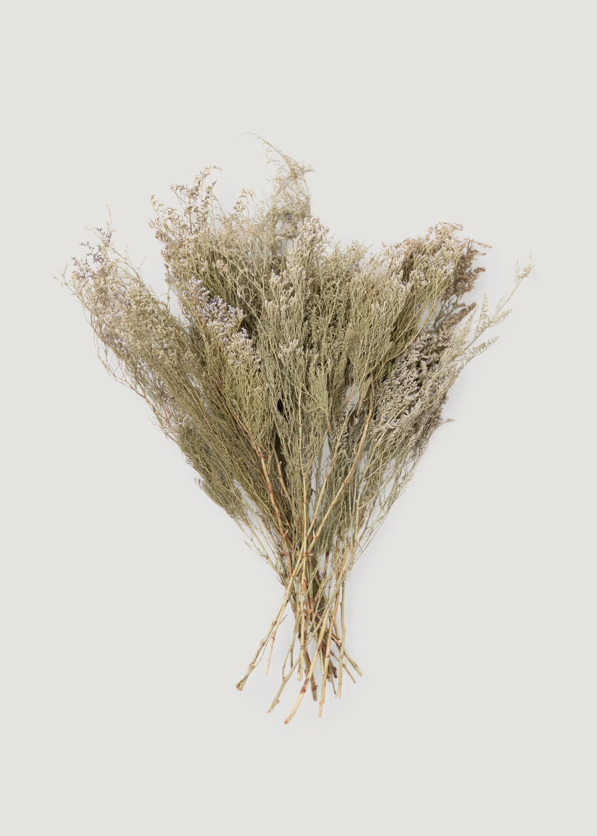Natural White Dried Caspia Flowers - 4 oz Bunch | Afloral