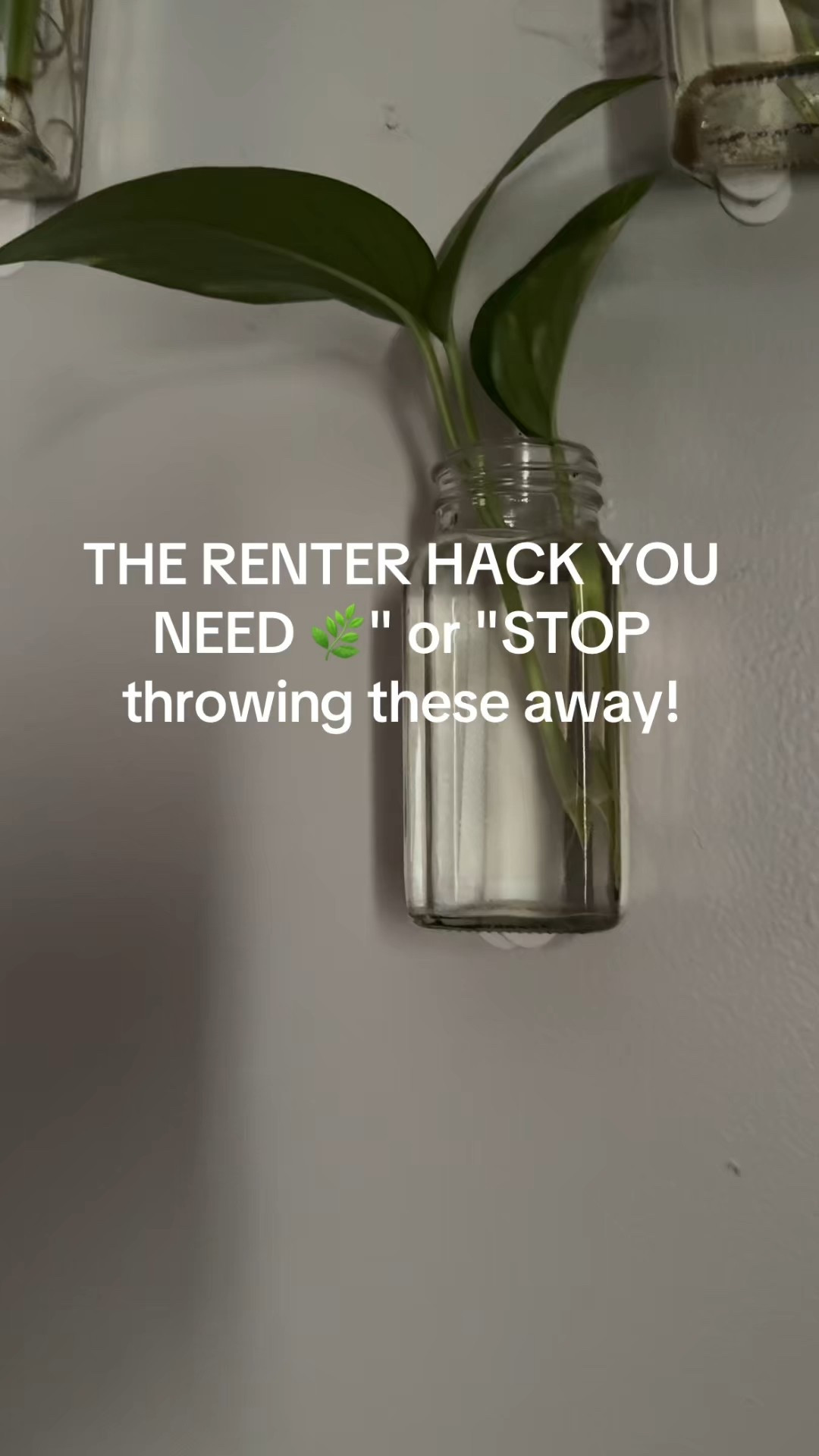 The Ultimate Renter-Friendly Plant Hack! 🌿✨
Stop spending a fortune on plant shelves! I’ve officially moved my Pothos propagation to the wall using my favorite $0 DIY trick: repurposed glass seasoning jars and Command Large Picture Hanging Strips.
These strips are a total game-changer for plant parents because:
• Damage-Free: No drills, no holes, perfect for renters! 🏠
• Strong Hold: These Large strips hold up to 15 lbs, so your water props are totally secure.
• Minimalist Look: The jars look like they’re floating, giving you that "indoor jungle" vibe without taking up floor space.

I’m linking the exact Command 15lb Strips I use below. They make redecorating or moving your plants so effortless! 🪴👇

#LTKhome #commandbrand #plantparent #propagation #renterfriendly #diydecor #pothos #budgetdecor #homestyling #amazonfinds

#LTKFindsUnder50 #LTKHome #LTKOver40